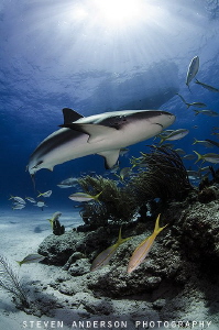 Sharks help maintain a good balance for the reefs that su... by Steven Anderson 